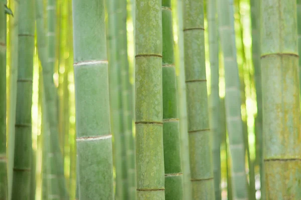 Exuberante Verde Japonés Bosques Bambú Fondo Marco Horizontal —  Fotos de Stock