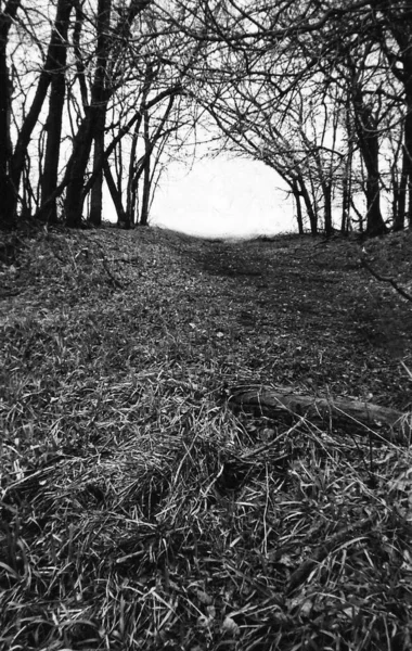 Sendero Blanco Negro Bajo Árboles Sin Hojas — Foto de Stock