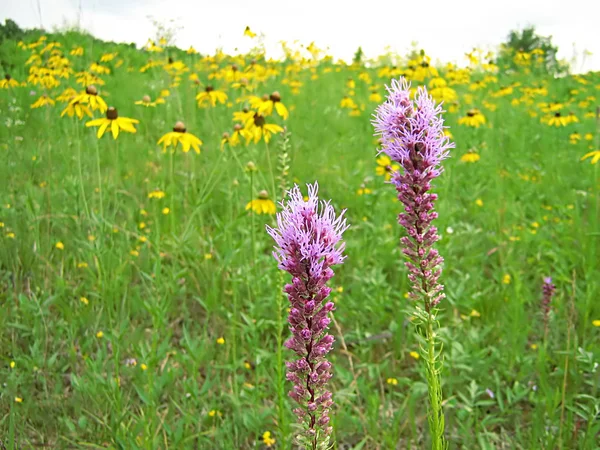 Een Foto Van Een Lavendel Bloem Een Veld — Stockfoto