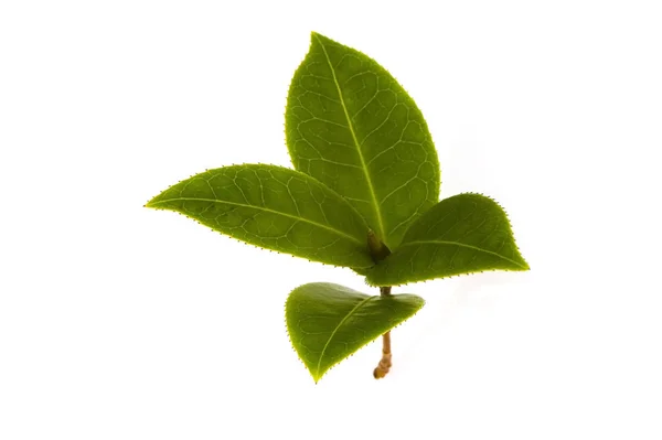 Fresh Tea Branch Isoalted White Background — Stock Photo, Image