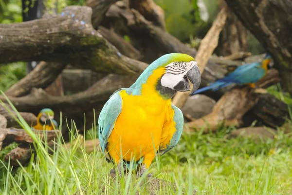 Macaw Madár Önálló — Stock Fotó