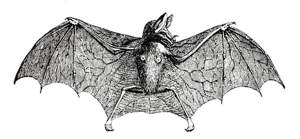 Bat Bats Vampire Bat — Stock Photo, Image