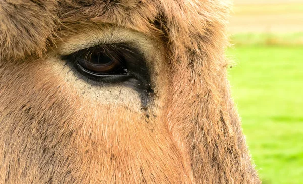 Blízký Pohled Donkeys Hnědé Oko Trochu Ztekávavé Plné Smutku — Stock fotografie