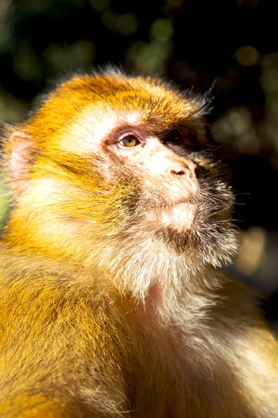 Old Monkey Africa Morocco Natural Background Fauna Close — Stock Photo, Image