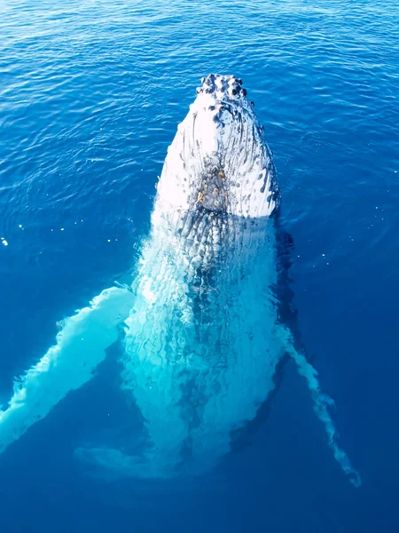 Морское Млекопитающее Горбатый Кит Глубоком Голубом Океане — стоковое фото