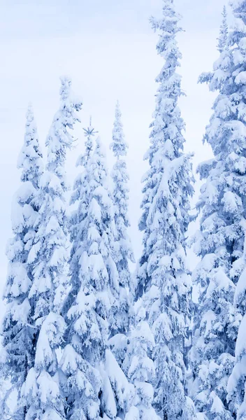 Una Escena Fría Invierno Abetos Cubiertos Nieve — Foto de Stock