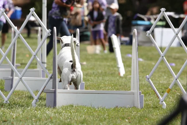 Primer Plano Perro Ejercicio — Foto de Stock