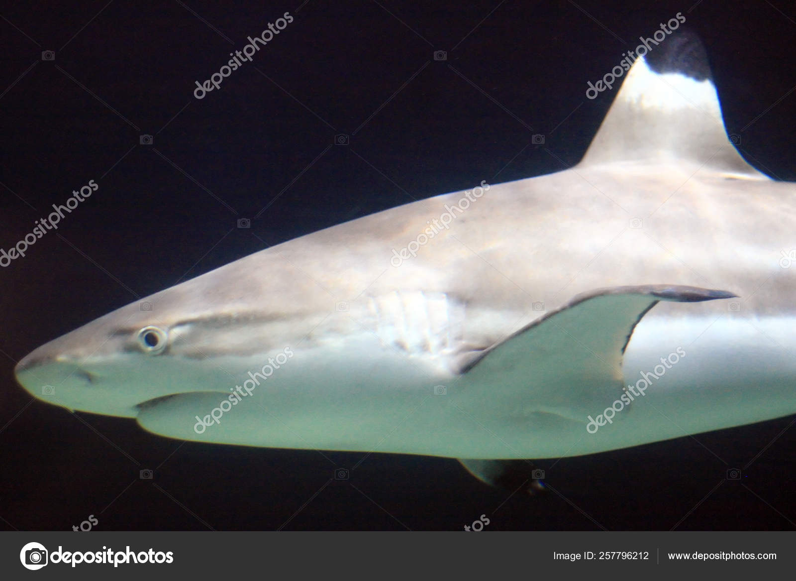 Sort Tip Shark Vancouver Akvarium Stanley Park Vancouver — Stock-foto © YAYImages #257796212