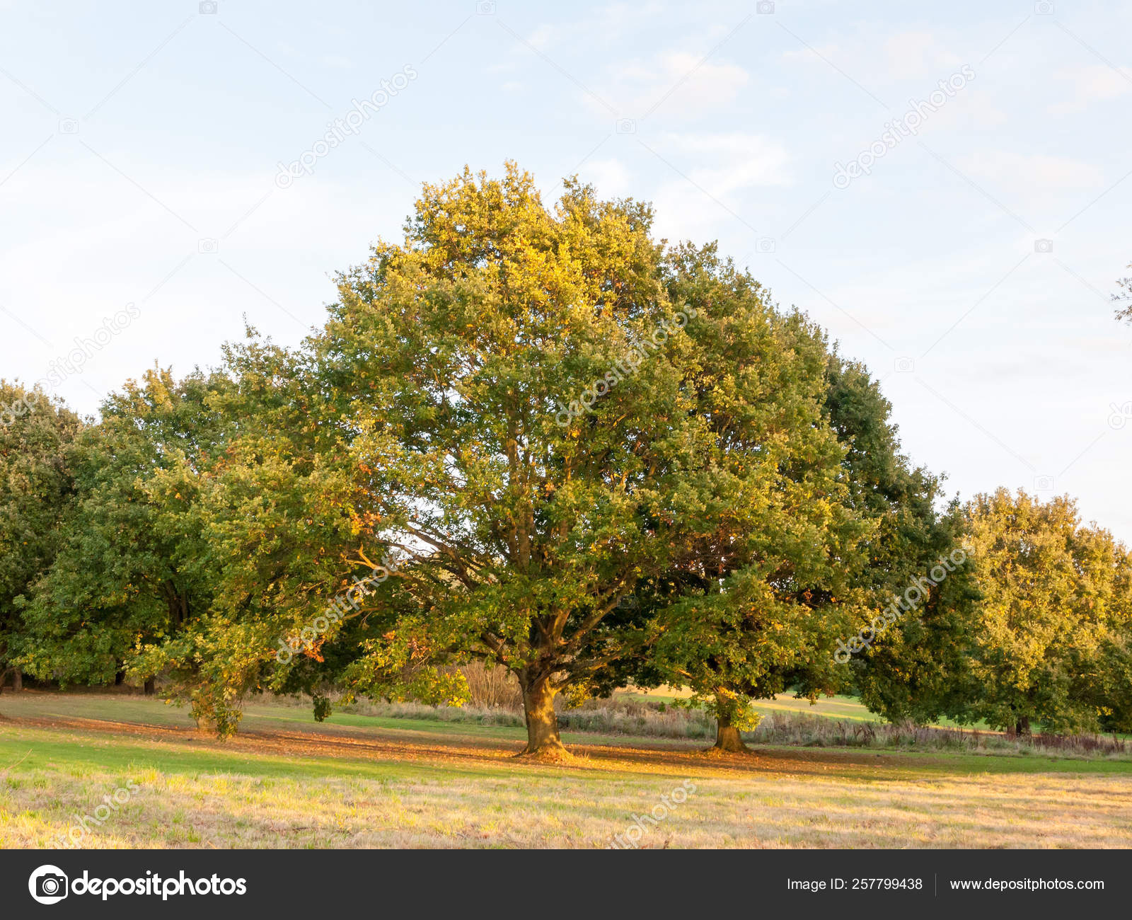 Arvores Campo Fundo Sol Luz Verde Natureza Bonita Essex Inglaterra Stock Photo C Yayimages 257799438