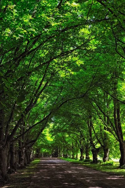 Umbrageous Gränd Höga Träd Stadsparken — Stockfoto