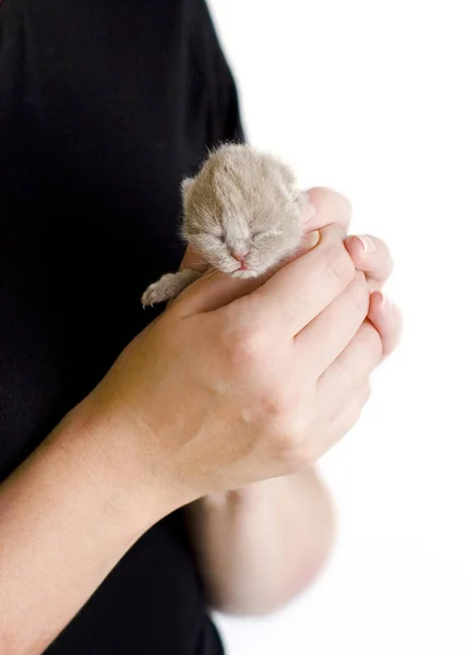 Mycket Liten Kitty Dagar Mänskliga Händer — Stockfoto