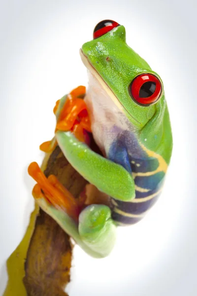 Grüner Rotaugenfrosch — Stockfoto
