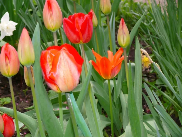 Des Tulipes Rouges Fleurs Dans Jardin Printanier — Photo