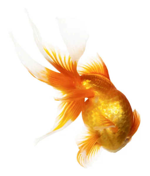 Złote Ryby Izolowane Białym Tle — Zdjęcie stockowe