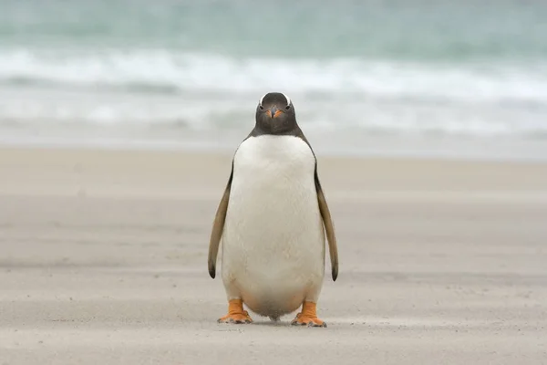 Gentoo Pingüino Pygoscelis Papua Sentado Playa Saunders Island Islas Malvinas —  Fotos de Stock
