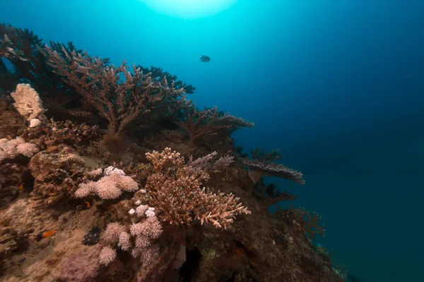 Acque Tropicali Del Mar Rosso — Foto Stock