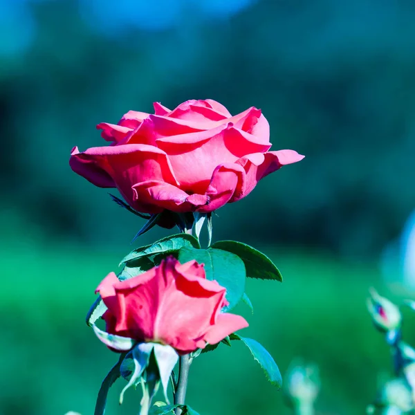 Rosa Vermelha Ramo Jardim — Fotografia de Stock