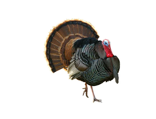 Turkey Tom Pavoneando Sus Cosas — Foto de Stock