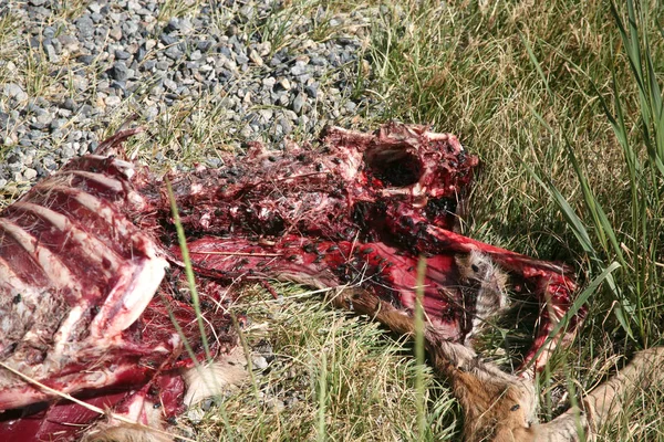 Closeup of the rib cage and hind end of dead deer
