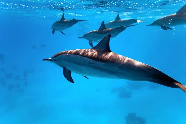 Delfini Sullo Sfondo Blu Egitto — Foto Stock