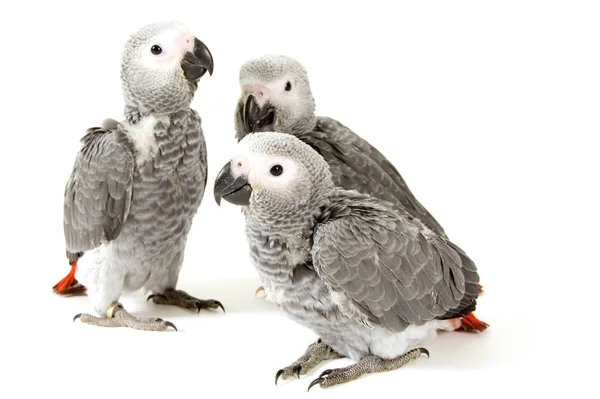 Дитинчата Папуги Ізольовані Білому — стокове фото