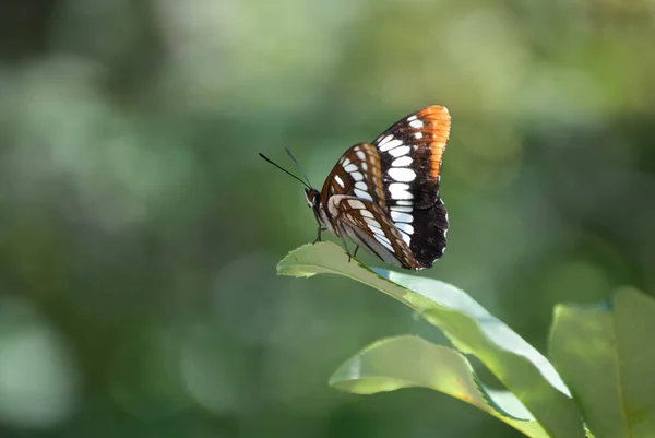 Egy Csinos Lorquin Admirális Butterfly Mutatja Mindkét Tetején Alján Szárnyak — Stock Fotó