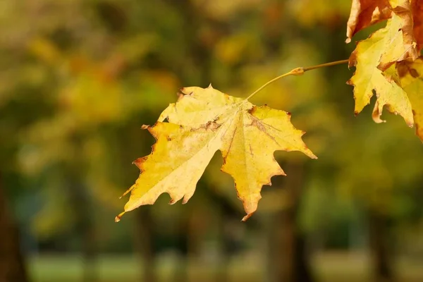 Żółty Jesień Liść Zbliżenie Parku — Zdjęcie stockowe