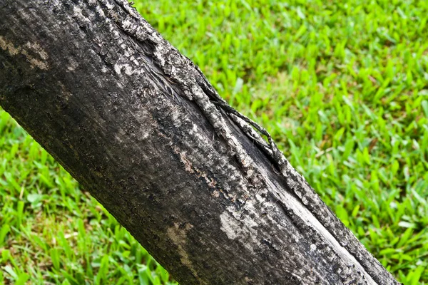 Деталі Старого Дерева Фоні Зеленої Трави — стокове фото