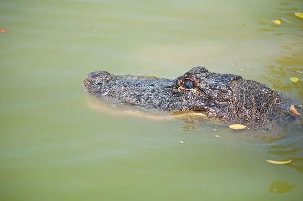 Vezetője Krokodil Földön — Stock Fotó