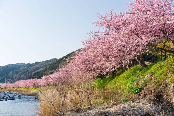 Сакура Цветок Дерева Реки — стоковое фото