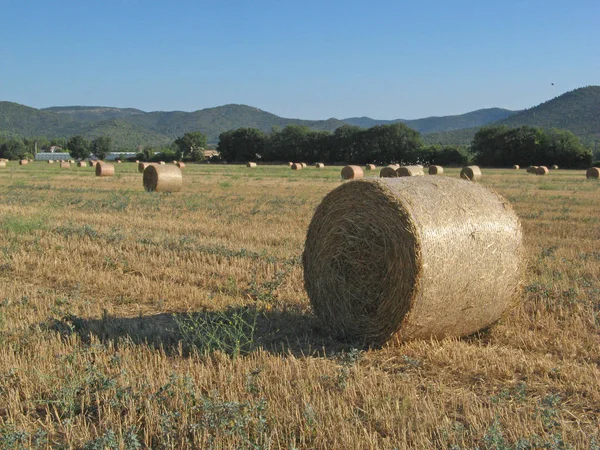 View Some Hayrolls Field — Stock Photo, Image