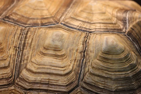 Nahaufnahme Eines Schildkrötenpanzers — Stockfoto