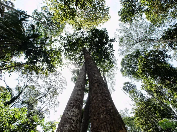 Ground View Two Entangled Tree Tropical Forest Malaysia — Stock Photo, Image