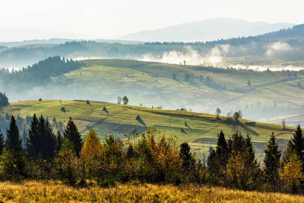 Coniferous Forest Hillside Meadow Woth Fog Rural Valley Autumn Mountains — Stock Photo, Image