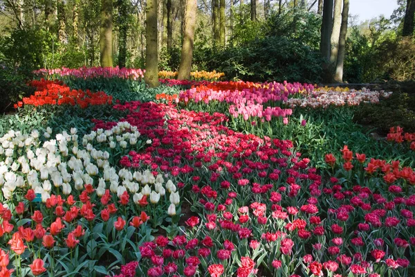 Lkbaharda Parkta Beyaz Kırmızı Pembe Laleler Lots — Stok fotoğraf