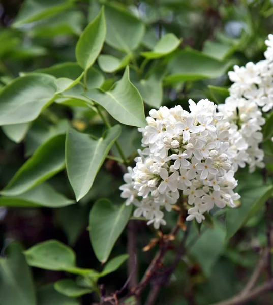 美丽绽放的白色丁香花 宏照片 — 图库照片