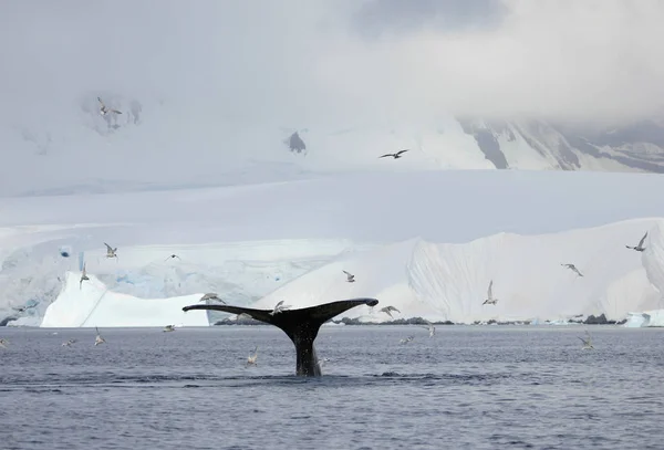 Coda Megattera Mostrando Immersione Penisola Antartica — Foto Stock