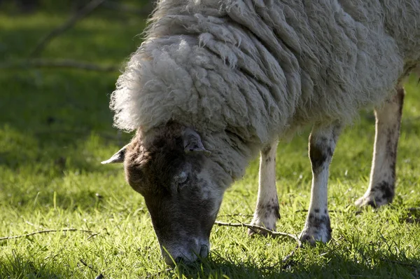 Güneşin Altında Bir Tarlada Bir Koyun — Stok fotoğraf