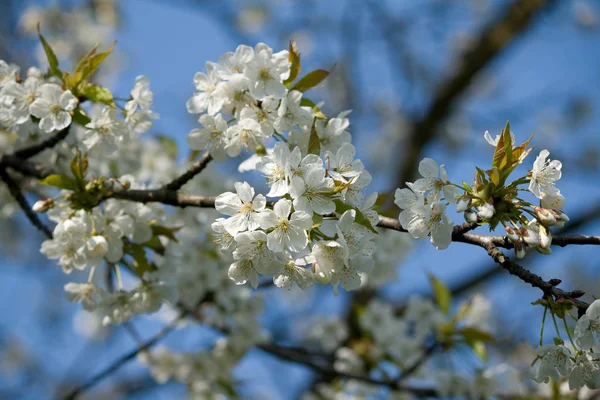 Закрыть Вид Белые Цветки Бабочек — стоковое фото