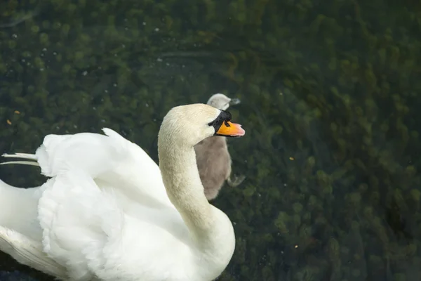 料理と写真のためにポーズを求めて池フロートの白鳥 — ストック写真