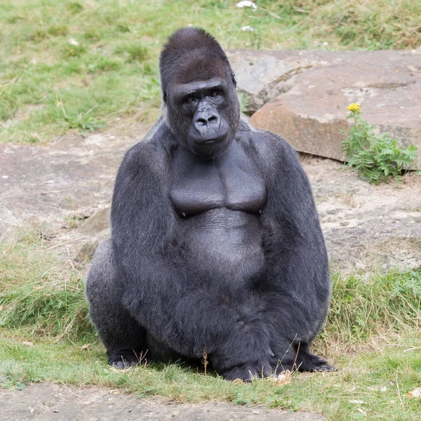 银支持雄性大猩猩 享受休息一下 — 图库照片