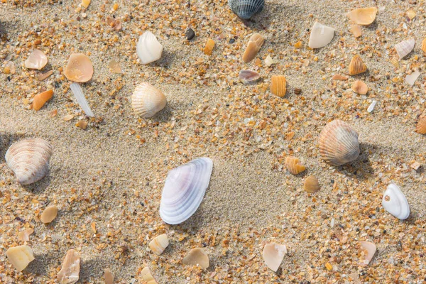 いくつかのマルチカラーの貝殻に寝そべって海砂 — ストック写真