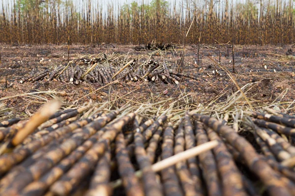 Campo Cana Açúcar Disparado Esta Colheita Mentod Fazer Aquecimento Global — Fotografia de Stock