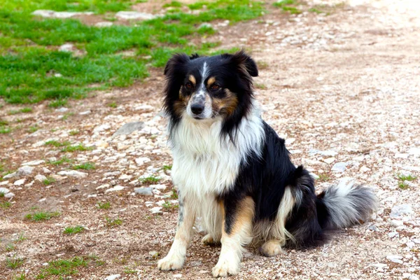 Närbild Hund Selektiv Fokusering — Stockfoto