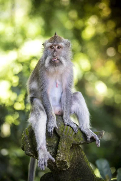 신성한 원숭이 레스토랑 인도네시아에 원숭이 — 스톡 사진