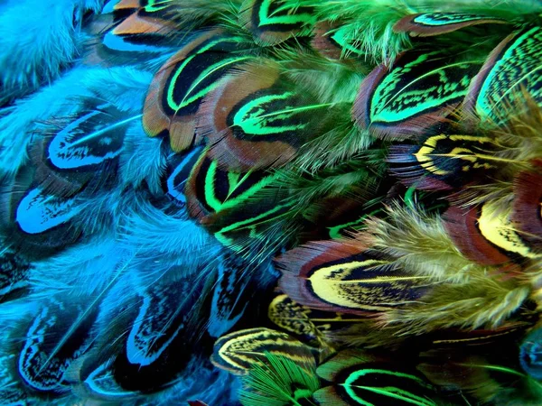 Fondo Colorido Del Pájaro Pluma —  Fotos de Stock