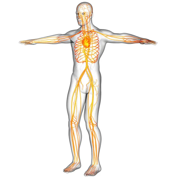 Render Medical Illustration Human Vascular System Side View — Stock Photo, Image
