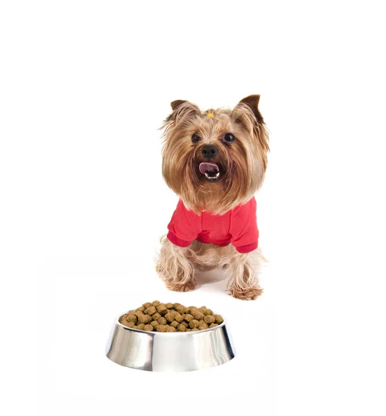 Yorkshire Terrier Food — Stock Photo, Image