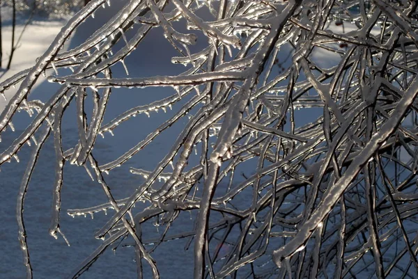 Sol Brilhou Galho Árvore Gelo — Fotografia de Stock
