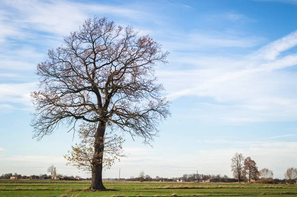 Vecchio Grande Albero Sfondo Colore Con Cielo Blu — Foto Stock